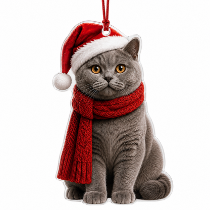 Noel Cat British Shorthair