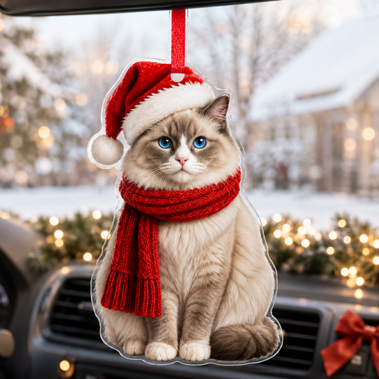 Noel Cat Ragdoll