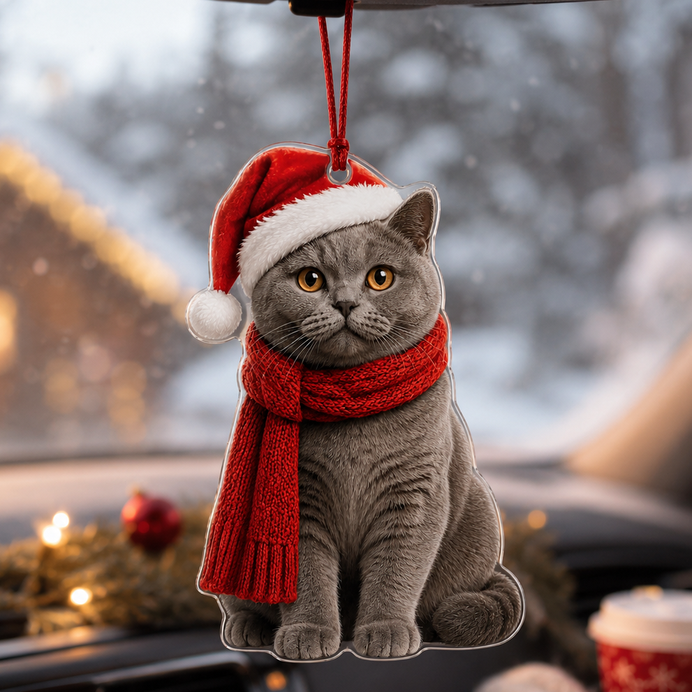 Noel Cat British Shorthair