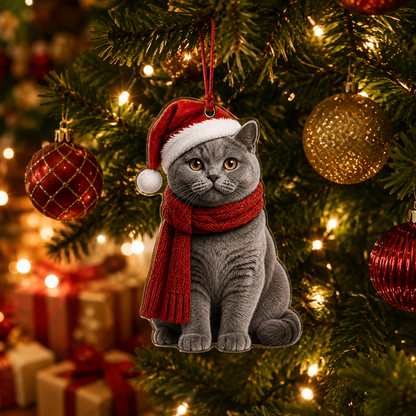 Noel Cat British Shorthair