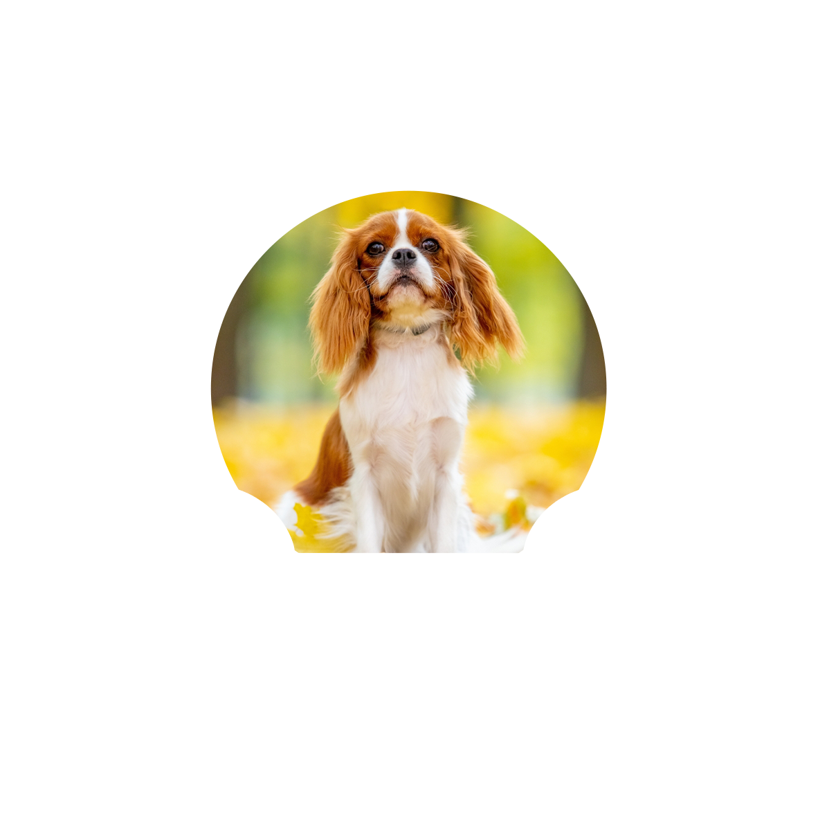 Custom Photo Dog Custom Photo I Will Carry You With Me