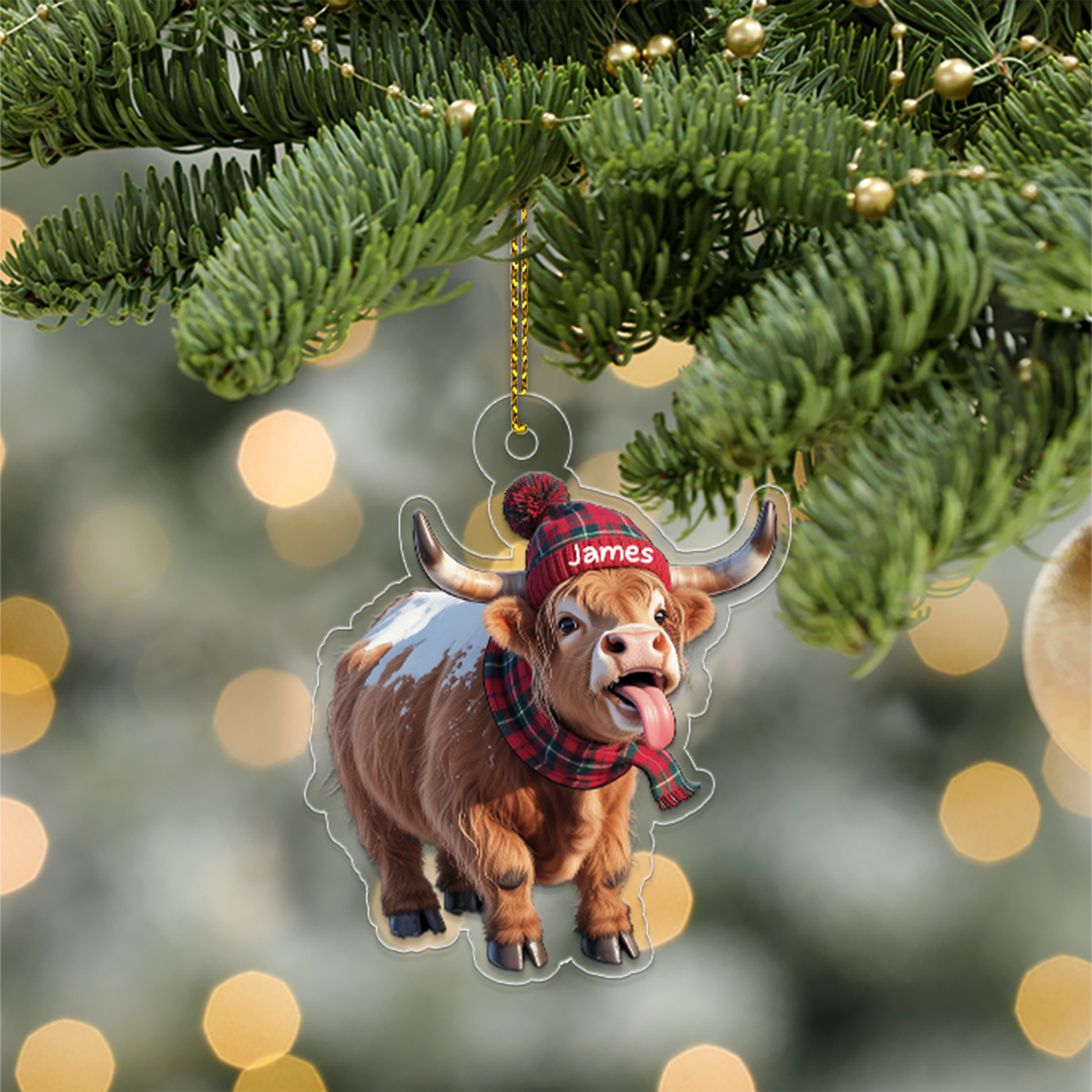 Highland Cattle