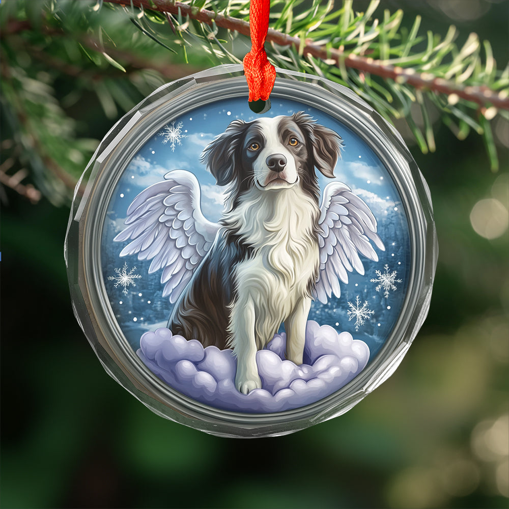 Angel Border Collie Dog 1