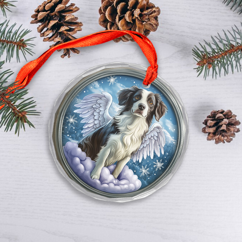 Angel Border Collie Dog 1