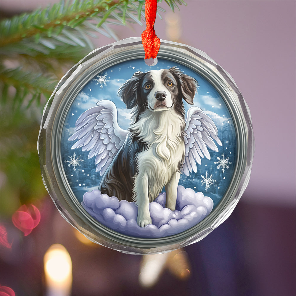 Angel Border Collie Dog 1