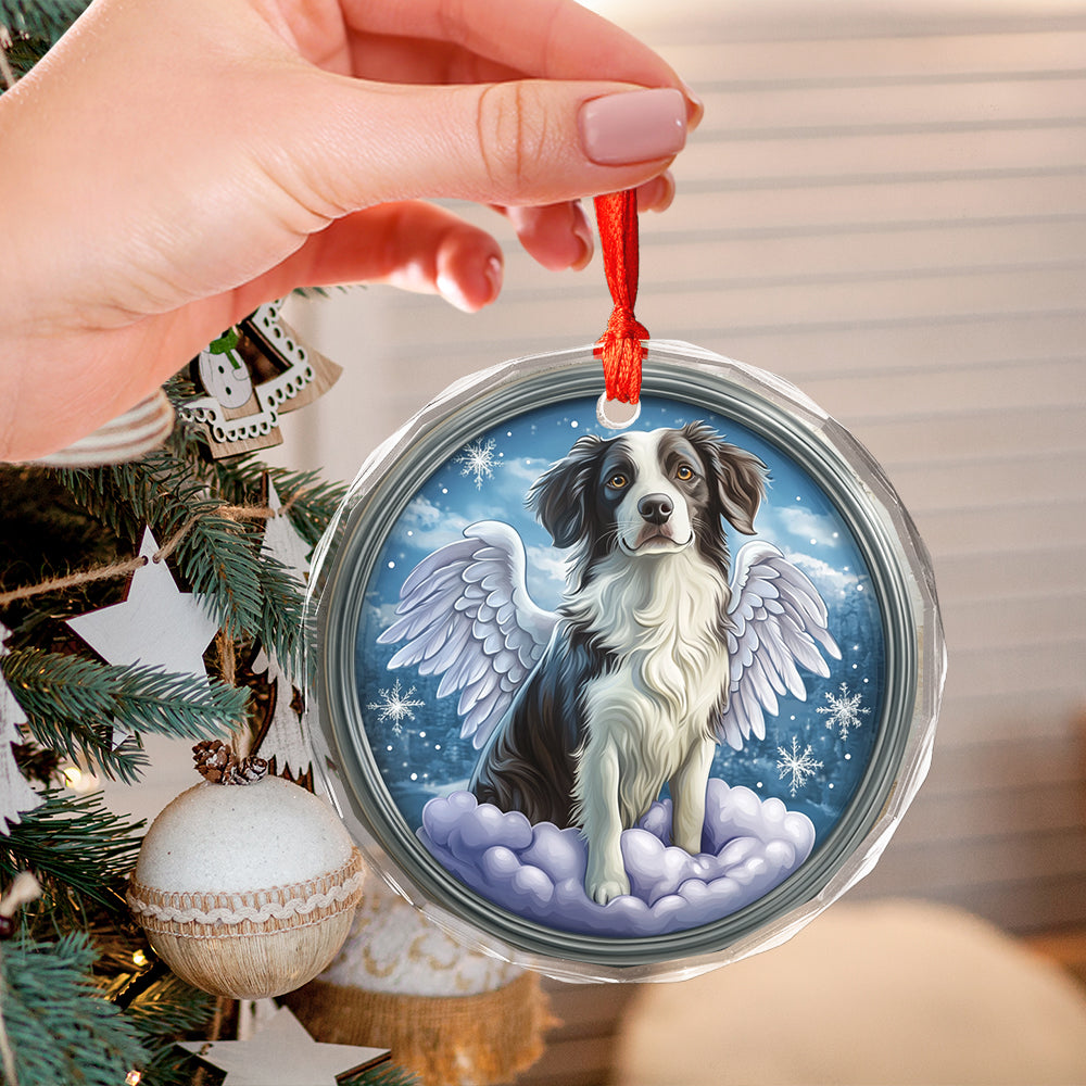 Angel Border Collie Dog 1